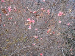 季節外れのツツジの花が咲く　南に面した斜面だからか、それいしても？