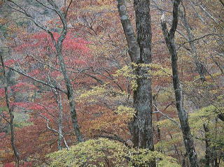 急な上り、紅葉に慰められる