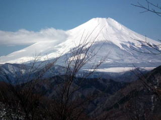 テシロノ頭は丹沢有数なブナの群落地