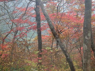 樹林帯の紅葉