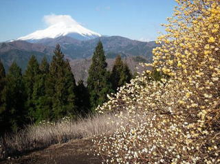 ミツマタと富士山