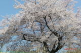 さくら公園の桜