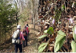 カタクリの花を眺めながらむすび山に向かう