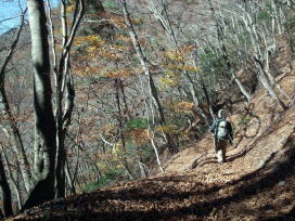 鍵掛峠からの山道、中間部は比較的広く歩きやすい道、昔の鶯峠越えの道と思われる