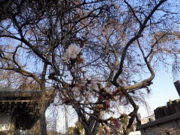 宗川（福禄寿）の十月桜