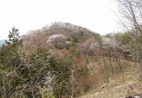 春爛漫の八重山