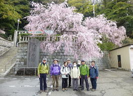 根岸八幡神社の枝垂桜をバックに