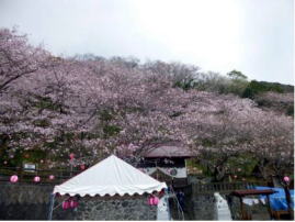 御殿山の桜