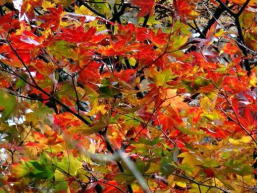 紅葉は丁度色好き始めた頃で、後２週間後位がピークかも・・・・・