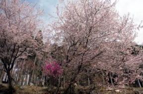 鶴峠バス停は米桜（豆）桜が綺麗だった