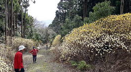 登山道入り口は三俣の群落