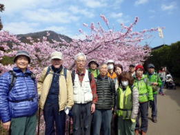 西平公園　河津桜と菜の花が満開で目を楽しませてくれた