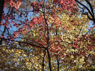 登山道の紅葉